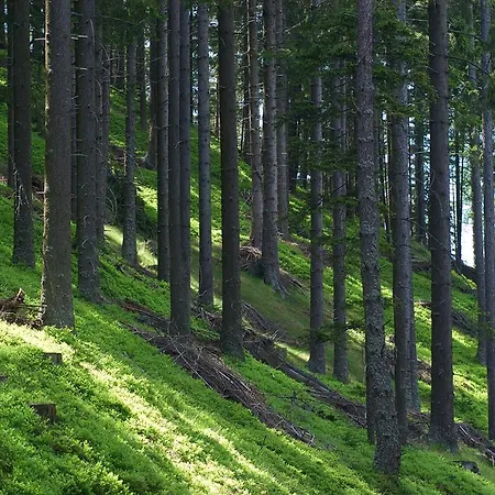 Отель Korosica