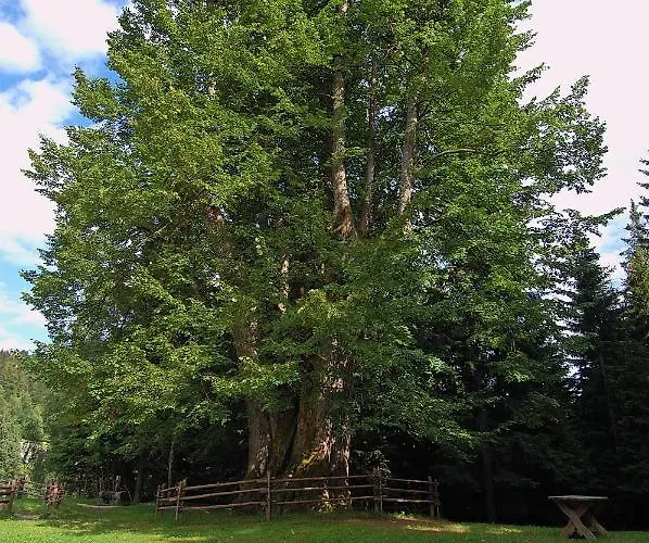 Korosica Šentjanž pri Dravogradu